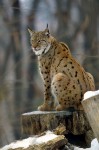 Lynx_lynx2wikipedia